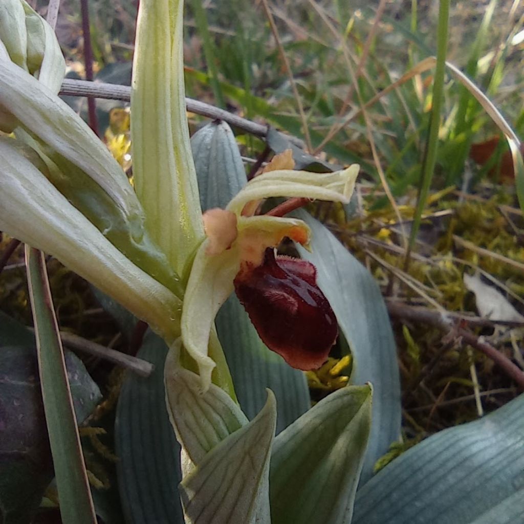 orchidee-Casentino